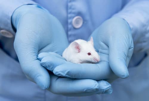 A person wearing blue gloves carefully holds a small white mouse, often used in the realm of animal testing.