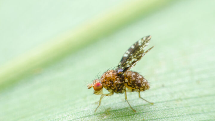 Close-up of a small fruit fly, part of the fascinating world of fruit flies, with patterned wings and striking red eyes, standing on a green leaf.
